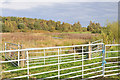 Field boundary and pond near Easterton