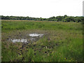 Ephemeral pool, Redgrave and Lopham Fen