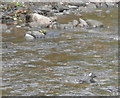 Dipper on the River Braan