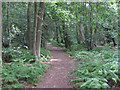 Path on Redgrave and Lopham Fen