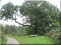 Two oakleaf shaped benches beneath an oak, Malpas, Newport