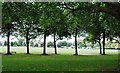 Trees, Wandsworth Park