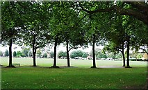 TQ2475 : Trees, Wandsworth Park by N Chadwick