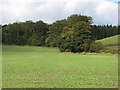 Farmland and woodland near Frankham