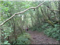 Footpath downhill through Ubley Wood