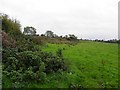 J0768 : Deer Park, near Lough Neagh by Kenneth  Allen