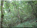 A steeply wooded hillside on the North Face of Ubley Down