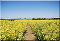 Footpath through oilseed rape