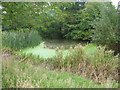 Reedy Pond at Lag Farm