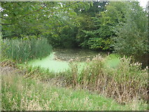 ST5158 : Reedy Pond at Lag Farm by Dr Duncan Pepper