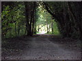 Leafy Footpath