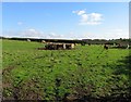 Cattle in a field