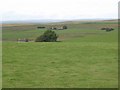 Farmland around Cowburn Rigg