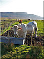 Cattle at Ramasaig