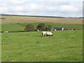 Farmland southwest of Saughy Rigg (2)