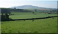 Cattle at Rhos Goch farm with Mynydd Rhiw in the background