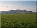 Cultivated grassland at Trefaes Fawr