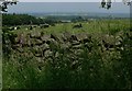 Dry stone wall along Oaks Road