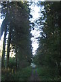 Conifers beside a woodland track