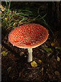 TQ1361 : Esher Common, Fly Agaric by Alan Hunt