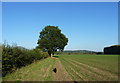 On the footpath from Cressage to Leighton