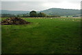 View to Gaer Wood