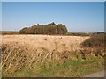 The north-western section of the Rhos Botwnnog moor