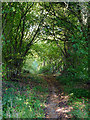 Bridleway near Nurton, Staffordshire