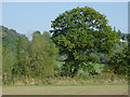 Farmland near Great Moor, Staffordshire