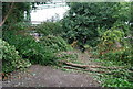 Fallen tree on the Thames Path by Hammersmith Bridge