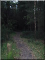 Woodland Path in West Wood