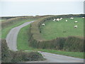 Sheep graze in a field by a quiet road