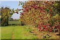 Hawthorn Hedge near Cams Head