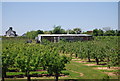 Barn amongst the orchard