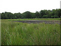 The Sink, Redgrave Fen