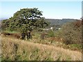 View towards Sheepstor