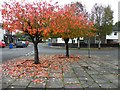 Fallen leaves, Winters Gardens