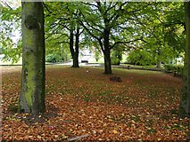 H4672 : Fallen leaves, Tyrone County Hospital Grounds by Kenneth  Allen