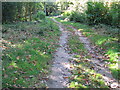 Woodland path in access land, Views Wood