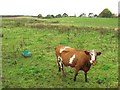 Pasture, Fordmouth