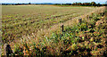 Scrabo country near Newtownards (3)