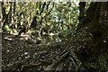 A brook running through Bickleton Wood