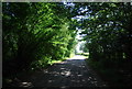 A leafy lane to Bough Beech