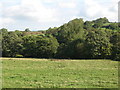 NY9068 : Farmland and woodland west of the River North Tyne near Wall by Mike Quinn