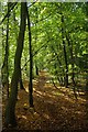 Path Through Franks Wood