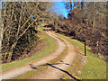 Track entering Llyfos Wood