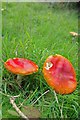 Laindon Common Fungi