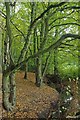 Stream Through Hall Wood