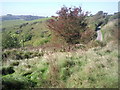 The chalk escarpment above Peene