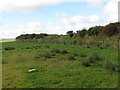 Hedgebank field boundary on Prayway Head